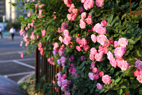 別墅花園設(shè)計